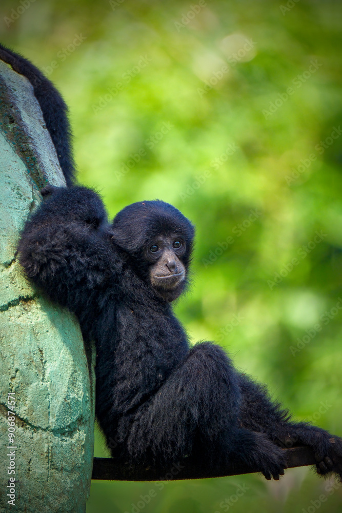 Obraz premium Closeup of monkey