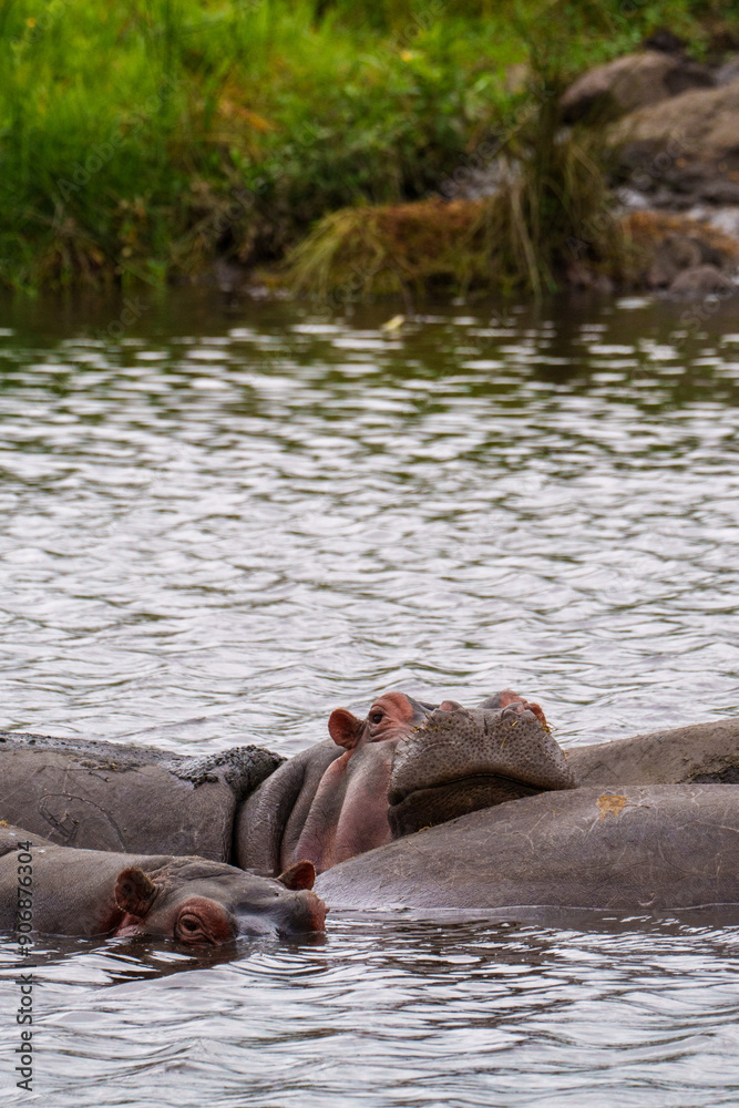 Fototapeta premium Hippos in the Ngorongoro Crater, Tanzania. Africa