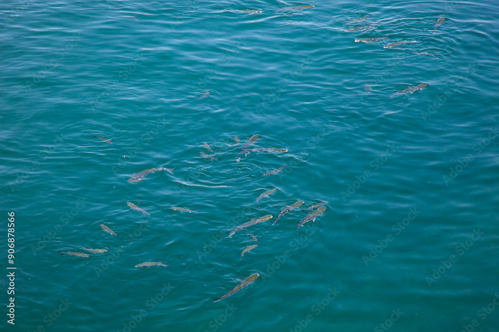 Fototapeta premium A vibrant display of various fish species from the Ria Formosa in Algarve, Portugal, showcasing the region's rich marine biodiversity in a crystal-clear aquatic setting.