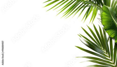Green palm leaves on transparent background 
