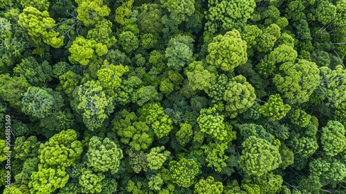 Aerial View of a Lush Green Forest © sobartea