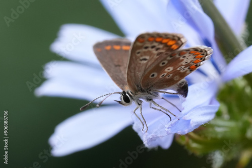 Colorful closeup on a European Brown Argus butterfly, Aricia agestis on a lightblue wild chicoree wildflower photo