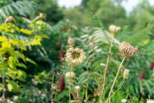 defocused field with wild carrots and other plants in summer photo