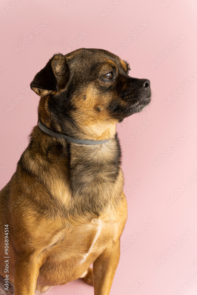 portrait of a dog on a pink background portrait of a dog on a pink background