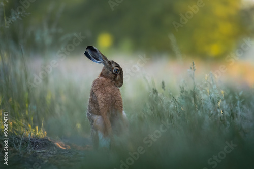 Wallpaper Mural European hare, Lepus europaeus, a mammal of the Leporidae family. Very cute animal, very long ears. A herbivorous mammal with beautiful fur and long ears. Torontodigital.ca