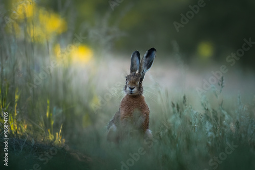 Wallpaper Mural European hare, Lepus europaeus, a mammal of the Leporidae family. Very cute animal, very long ears. A herbivorous mammal with beautiful fur and long ears. Torontodigital.ca