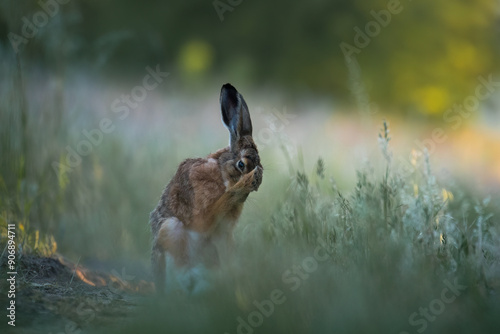 Wallpaper Mural European hare, Lepus europaeus, a mammal of the Leporidae family. Very cute animal, very long ears. A herbivorous mammal with beautiful fur and long ears. Torontodigital.ca