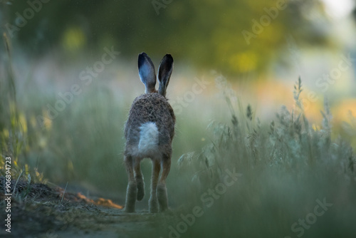 Wallpaper Mural European hare, Lepus europaeus, a mammal of the Leporidae family. Very cute animal, very long ears. A herbivorous mammal with beautiful fur and long ears. Torontodigital.ca