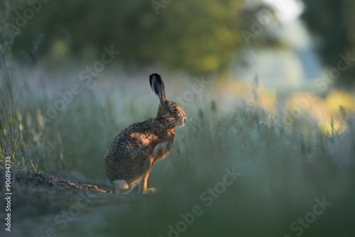 Wallpaper Mural European hare, Lepus europaeus, a mammal of the Leporidae family. Very cute animal, very long ears. A herbivorous mammal with beautiful fur and long ears. Torontodigital.ca