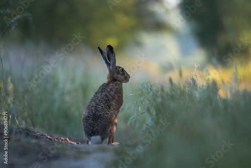 Wallpaper Mural European hare, Lepus europaeus, a mammal of the Leporidae family. Very cute animal, very long ears. A herbivorous mammal with beautiful fur and long ears. Torontodigital.ca