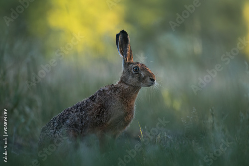Wallpaper Mural European hare, Lepus europaeus, a mammal of the Leporidae family. Very cute animal, very long ears. A herbivorous mammal with beautiful fur and long ears. Torontodigital.ca