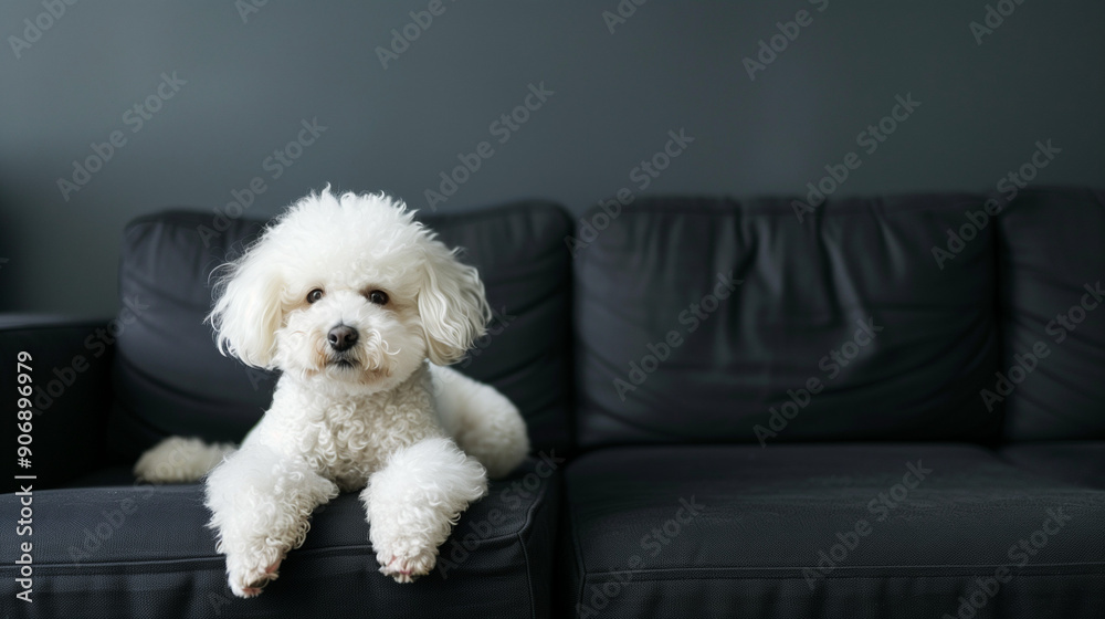 A sweet-looking Bichon Frise lounges on a smooth black sofa in the comfort of his home. A sweet-looking Bichon Frise lounges on a smooth black sofa in the comfort of his home.