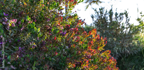 Vibrant shrubbery with red-tipped leaves and purple flowers basking in golden hour sunlight, creating a lush and colorful natural background