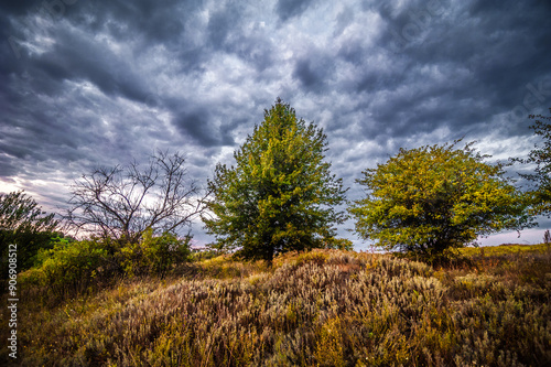 hill with tall tree, bush and leafless tree, against bright sky with dark purple clouds. Morning, golden hour