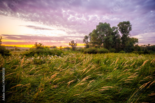 a clearing with tall green tarva, among which yellow ears of corn grow, against the background of a dense green forest and a bright sky with blue-violet clouds, in the morning, during dawn, shot at a 