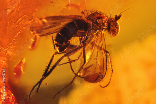 male fly imprisioned in amber from Bitterfeld, Germany photo