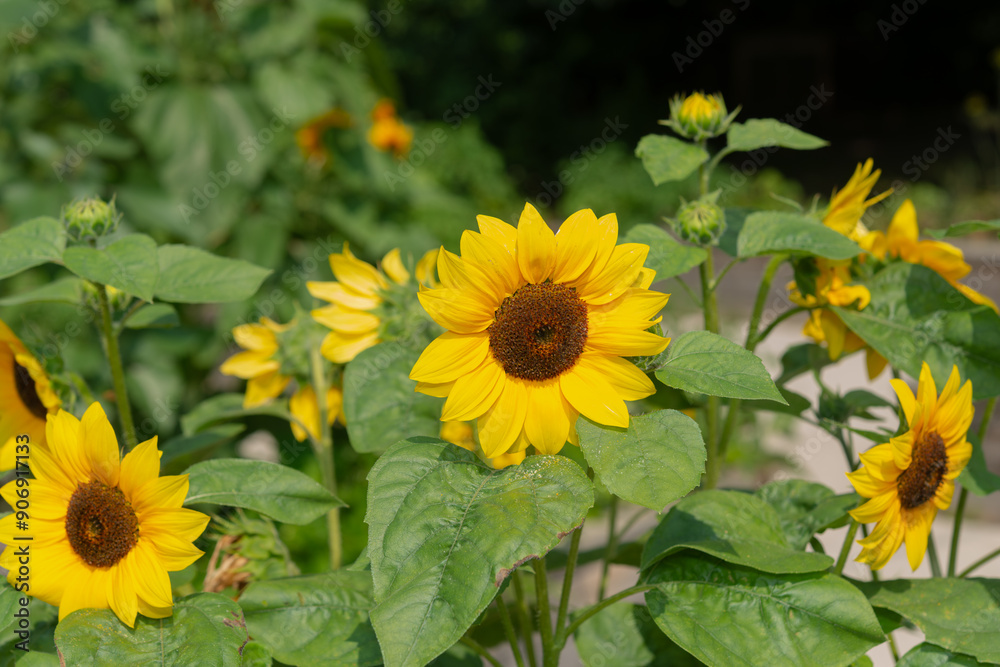 sunflower stem in sunny summer garden sunflower stem in sunny summer garden