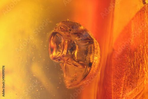 marsh beetle imprisioned in amber from Bitterfeld, Germany photo