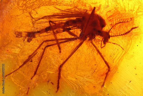 male nonbiting midge (Chironomidae) imprisioned in amber from Bitterfeld, Germany photo