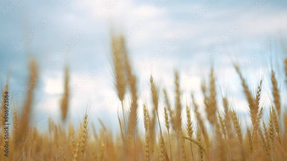 Close up of a wheat in yellow. Grain summer agriculture concept. A field of ripe yellow wheat. Close up of a ripe wheat lifestyle in a field of yellow.