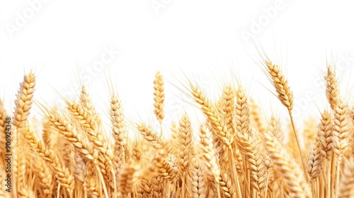 Golden Wheat Field Against a White Background © Leafart