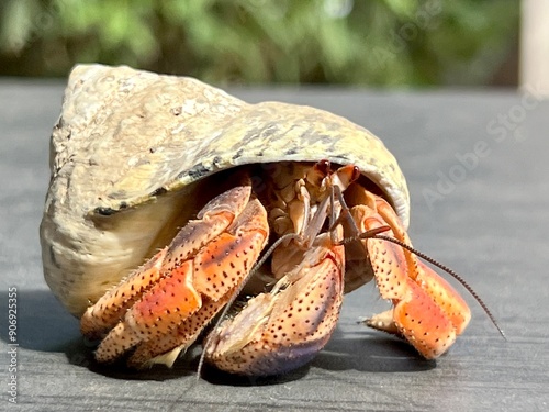 Canvastavla crab on the sand