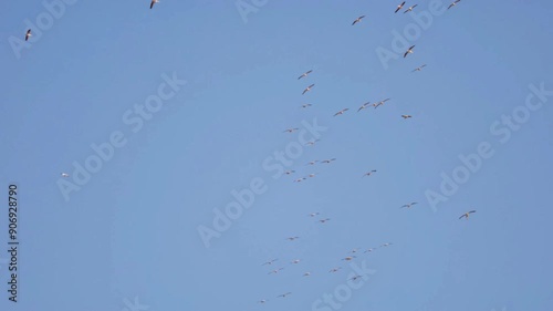 Against the stunning backdrop of the Khwai region in Moremi Game Reserve, a flock of Yellow-billed Storks (Mycteria ibis) takes flight, their wings beating in perfect synchrony as they form a breathta photo