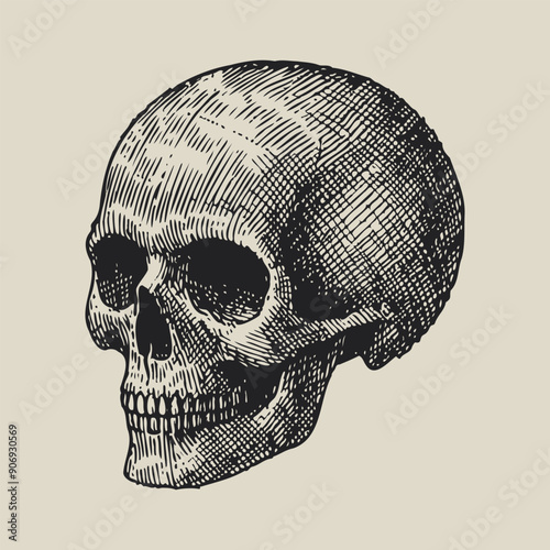 Vintage Human Skull Vector Illustration - Detailed Hand Drawn Sketch