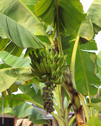 Organic Green Banana on Banana Tree