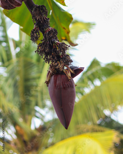 Banana Flower