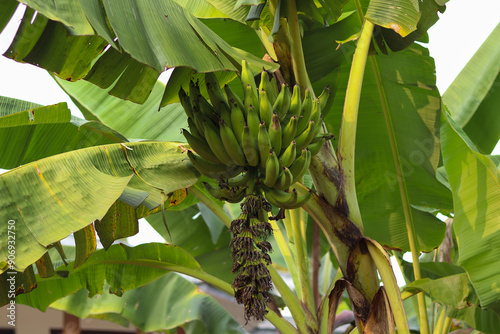 Organic Green Banana on Banana Tree
