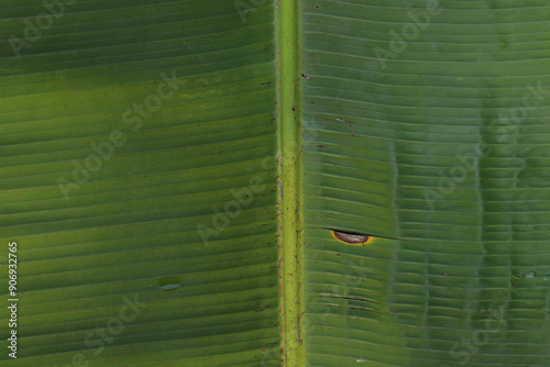 Green Banana Leaf