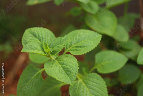 Pani Koorkka aka Coleus amboinicus