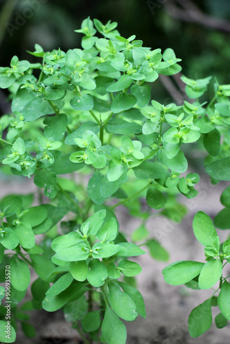 Euphorbia peplus grows in nature as a weed photo