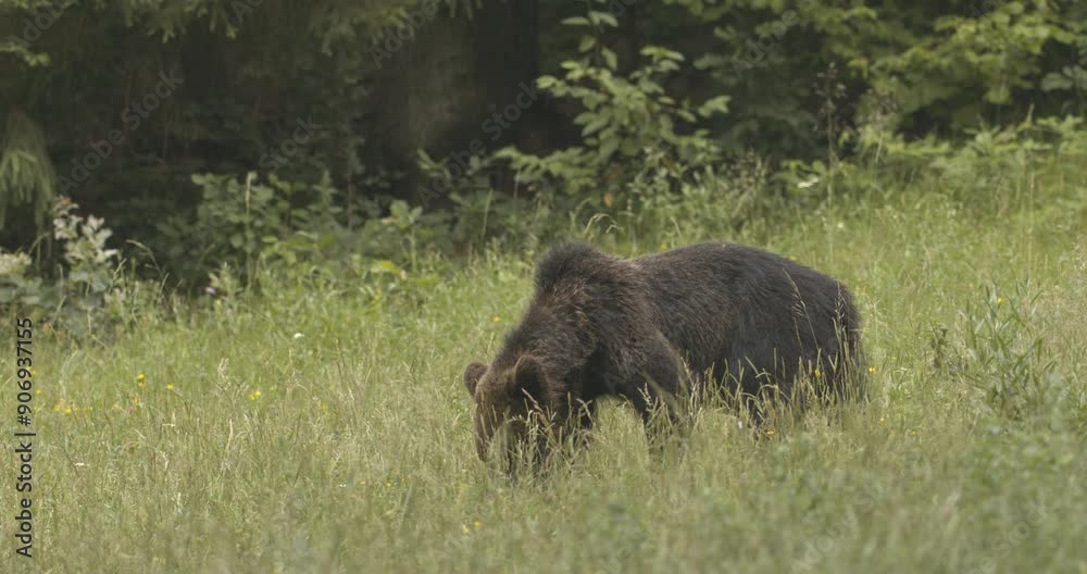 European brown bear foraging in a forest clearing.Romania. Close-Up Image. European brown bear foraging in a forest clearing.Romania. Close-Up Image.
