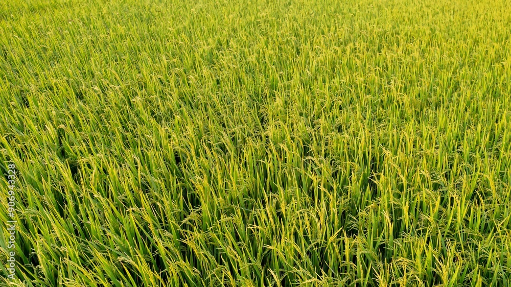 Lush green rice paddies in Southeast Asia, symbolizing the importance of agriculture and harvest prosperity during Songkran Festival Lush green rice paddies in Southeast Asia, symbolizing the importance of agriculture and harvest prosperity during Songkran Festival