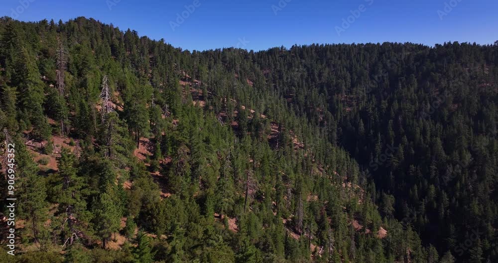 Pine Mountain Forest Aerial California 