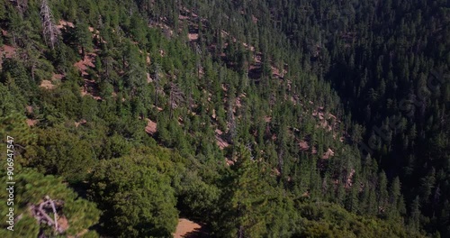 Pine Trees Los Padres California Aerial Video  photo