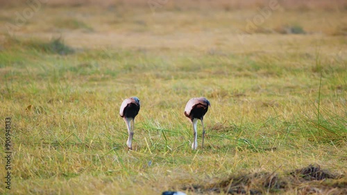 Captivating footage of two Wattled Cranes (Bugeranus carunculatus) foraging in the lush green grasslands of the Okavango Delta, Moremi Game Reserve, South Africa. The cameras capture the elegant birds photo