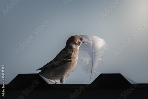 Wallpaper Mural A sparrow, Passer domesticus, with a feather in its beak, captured in gentle light. The photo captures the beauty of everyday nature moments, showing the charm and simplicity of bird life. Torontodigital.ca