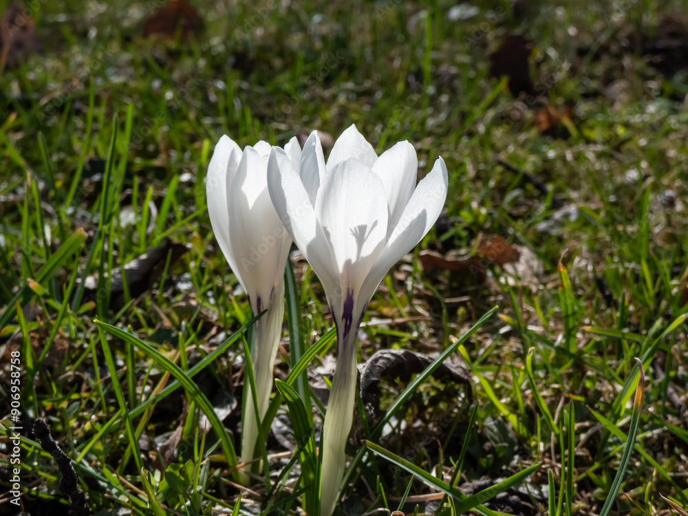 Close-up of a white spring crocuses (Crocus vernus) flowering in a park in fresh green grass in early spring Close-up of a white spring crocuses (Crocus vernus) flowering in a park in fresh green grass in early spring