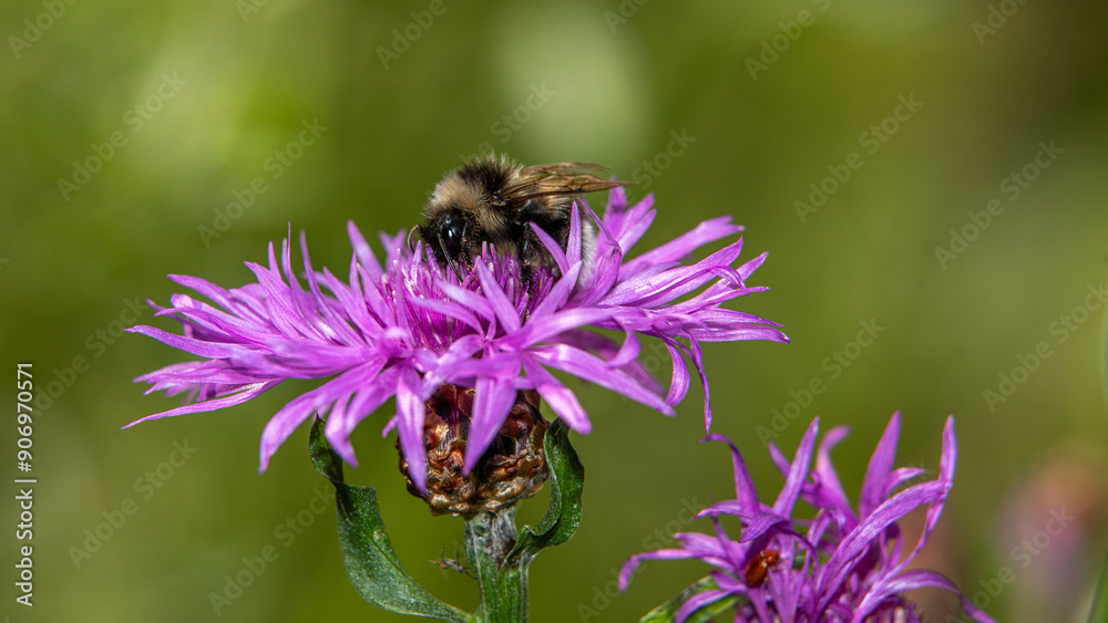 Hummel auf Blüte