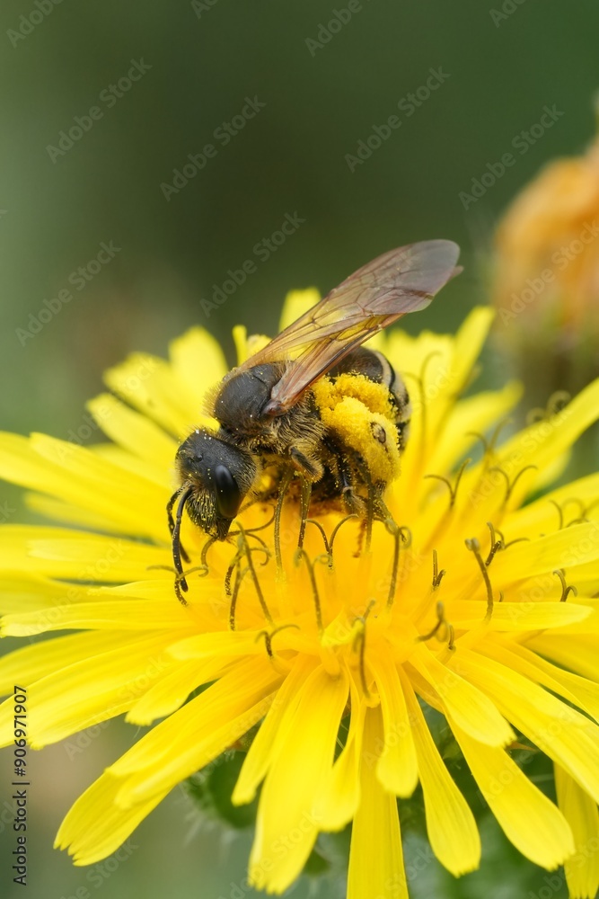 Vertical closeup on a female end-banded furrow bee, Halictus collecting yellow pollen from Helminthotheca echioides Vertical closeup on a female end-banded furrow bee, Halictus collecting yellow pollen from Helminthotheca echioides