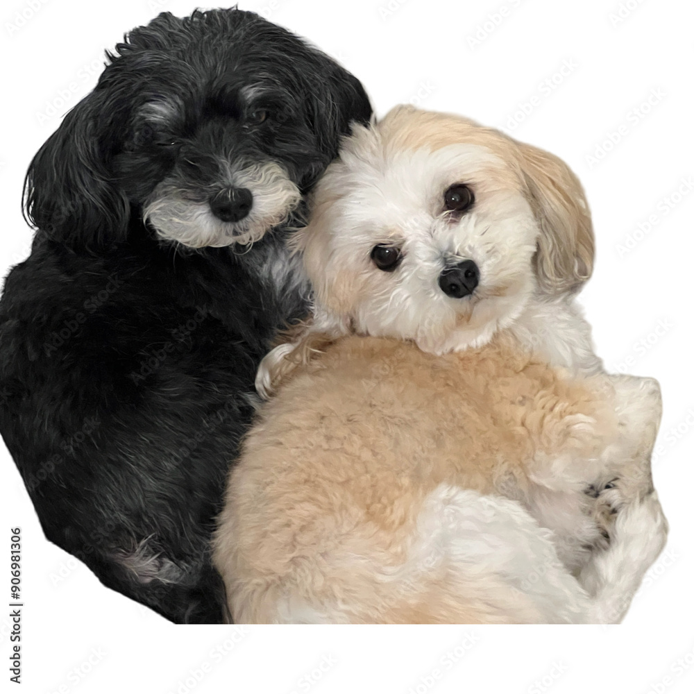 Two cute Havanese dogs laying together. One is brown and the other is black and white Two cute Havanese dogs laying together. One is brown and the other is black and white