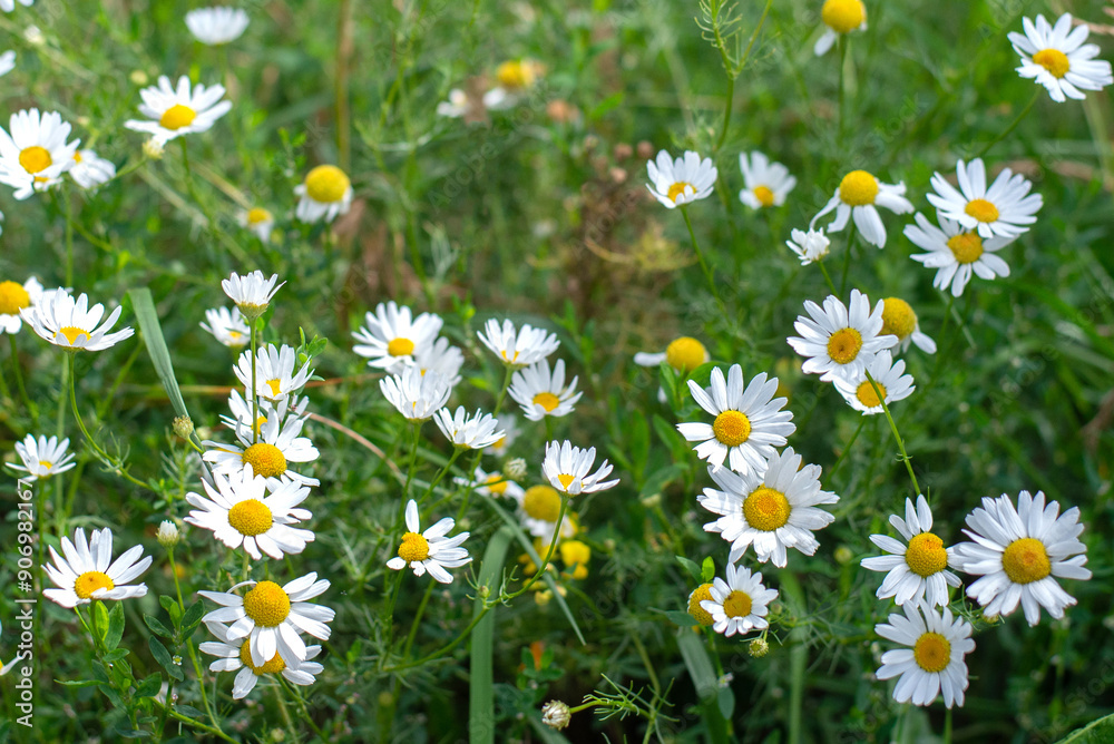 Fototapeta premium Wild flowers chamomile in the field in summer