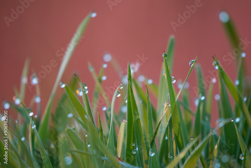 Wallpaper Mural Close-up of grass (Poaceae) at dawn with dewdrops, creating a magical morning landscape. The photo captures the subtle beauty of nature and the tranquility of the morning. Torontodigital.ca