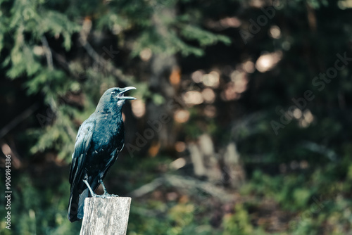 Crow sitting on wooden post in Great Smoky Mountains National Park