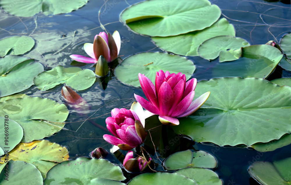 Water lilies, or pink water lilies, floating on the surface of the lake Water lilies, or pink water lilies, floating on the surface of the lake