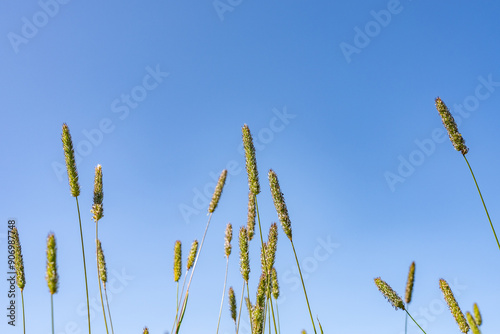 Timothy (Phleum pratense) is an abundant perennial grass, timothy-grass, meadow cat's-tail or common cat's tail. Denali View North, Denali State Park, Alaska photo