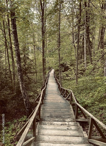 wooden bridge in the forest